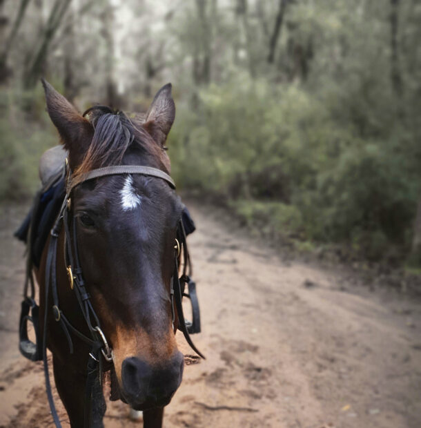 The Margaret River Ride, Western Australia - Globetrotting horse riding holidays