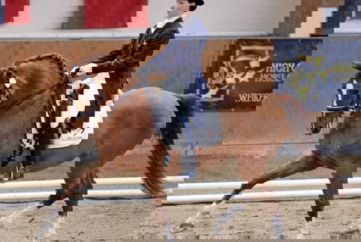 Horse Breed: Dutch Warmblood - image by Jon Kassel on Wikimedia Commons (CC-BY-2.5) - Globetrotting horse riding holidays