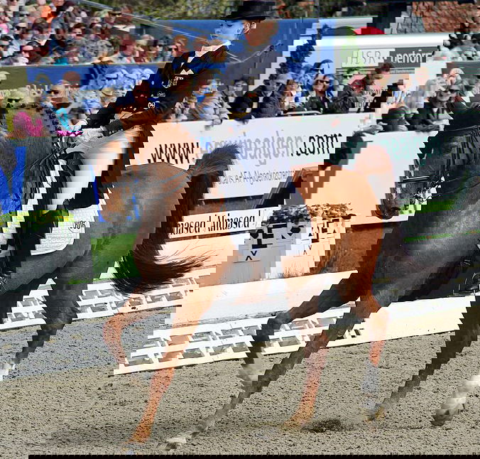 Horse Breed: Oldenburg - photo by Olaf Kosinsky on Wikimedia Commons (CC BY-SA 3.0) (cropped; colours & contrast enhanced from original) - Globetrotting horse riding holidays