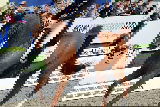 Horse Breed: Oldenburg - photo by Olaf Kosinsky on Wikimedia Commons (CC BY-SA 3.0) (cropped; colours & contrast enhanced from original) - Globetrotting horse riding holidays