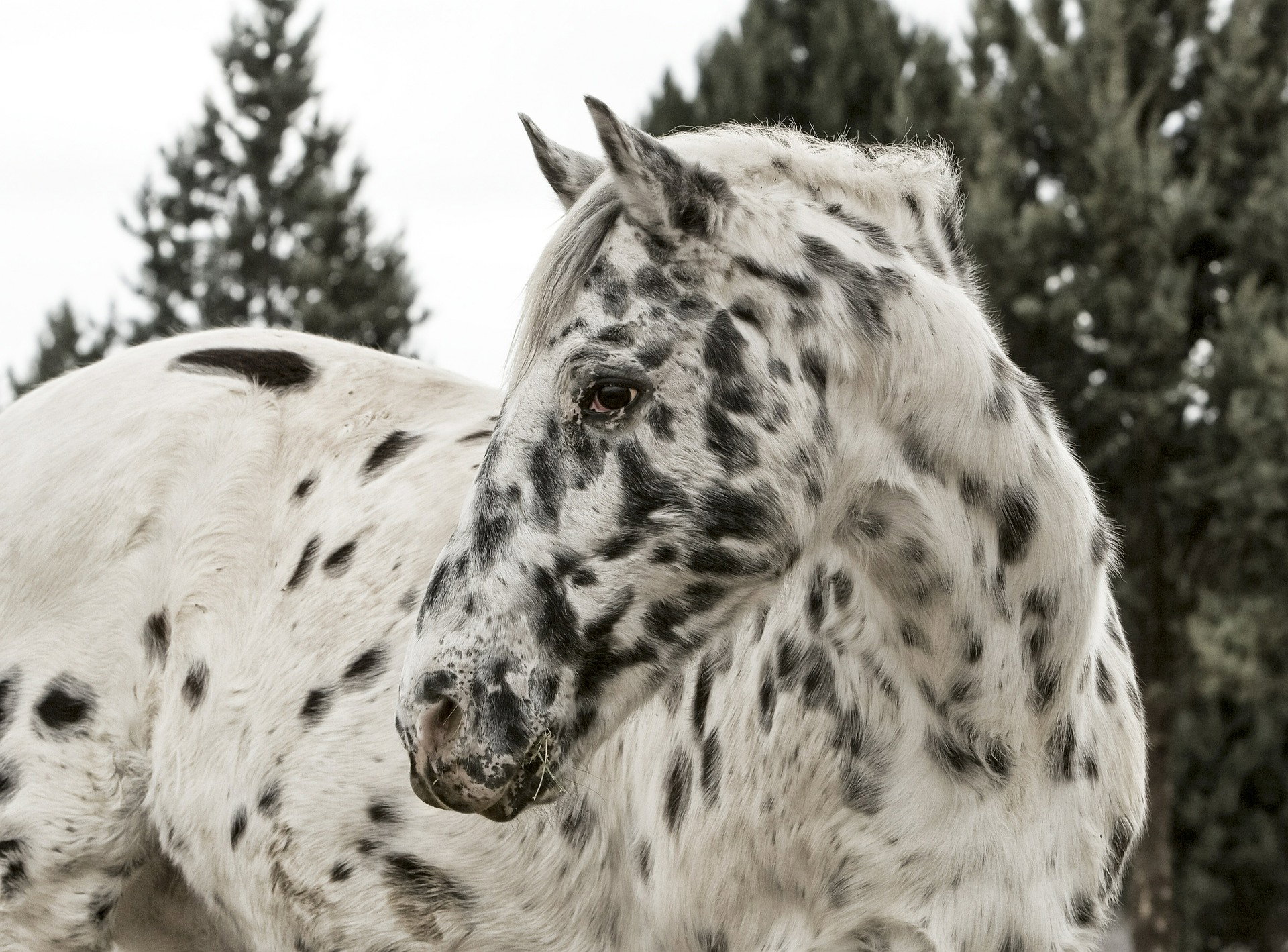 Horse Breed: Appaloosa - image by Snuffleupagus on Pixabay - Globetrotting horse riding holidays