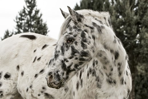 Horse Breed: Appaloosa - image by Snuffleupagus on Pixabay - Globetrotting horse riding holidays