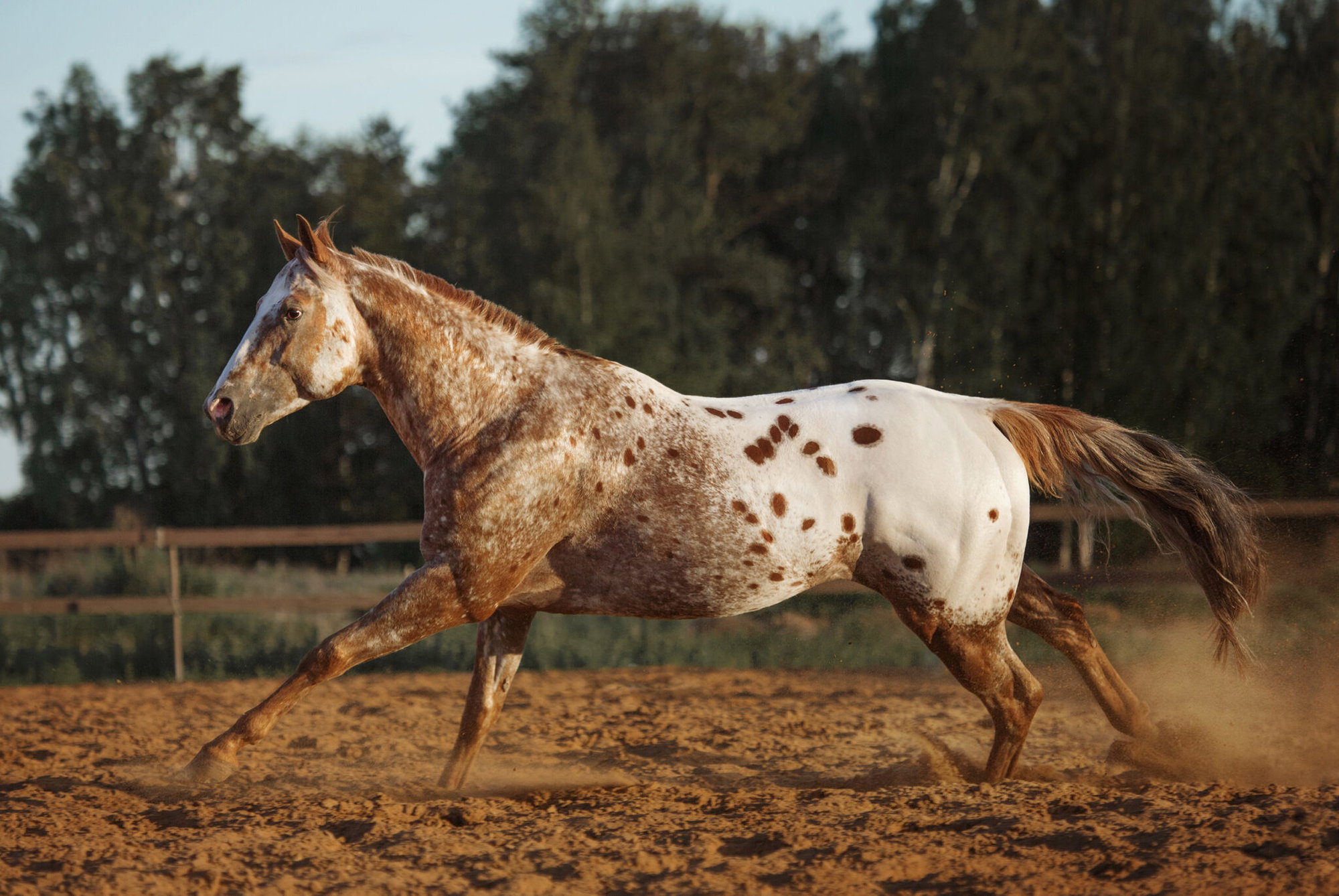 Horse Breed: Appaloosa - image by Alla-Berlezova / Shutterstock.com - Globetrotting horse riding holidays
