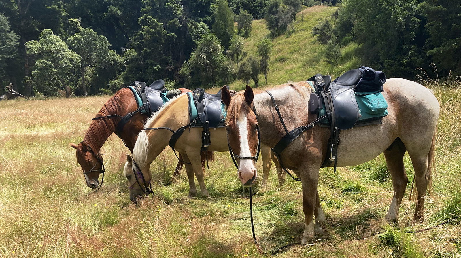 Meet a Globetrotter: Carolyn Ross - Globetrotting horse riding holidays