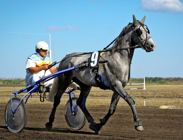 Horse Breed: Orlov Trotter - photo by Alexander via Wikimedia Commons (CC BY 2.0) - Globetrotting horse riding holidays
