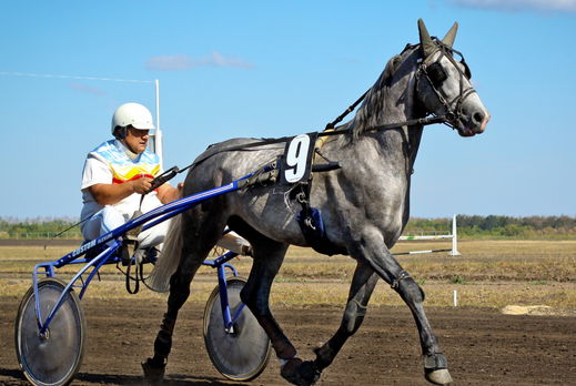 Horse Breed: Orlov Trotter - photo by Alexander via Wikimedia Commons (CC BY 2.0) - Globetrotting horse riding holidays