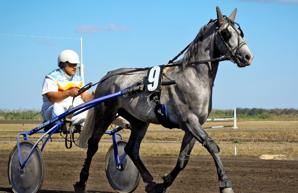 Horse Breed: Orlov Trotter - photo by Alexander via Wikimedia Commons (CC BY 2.0) - Globetrotting horse riding holidays