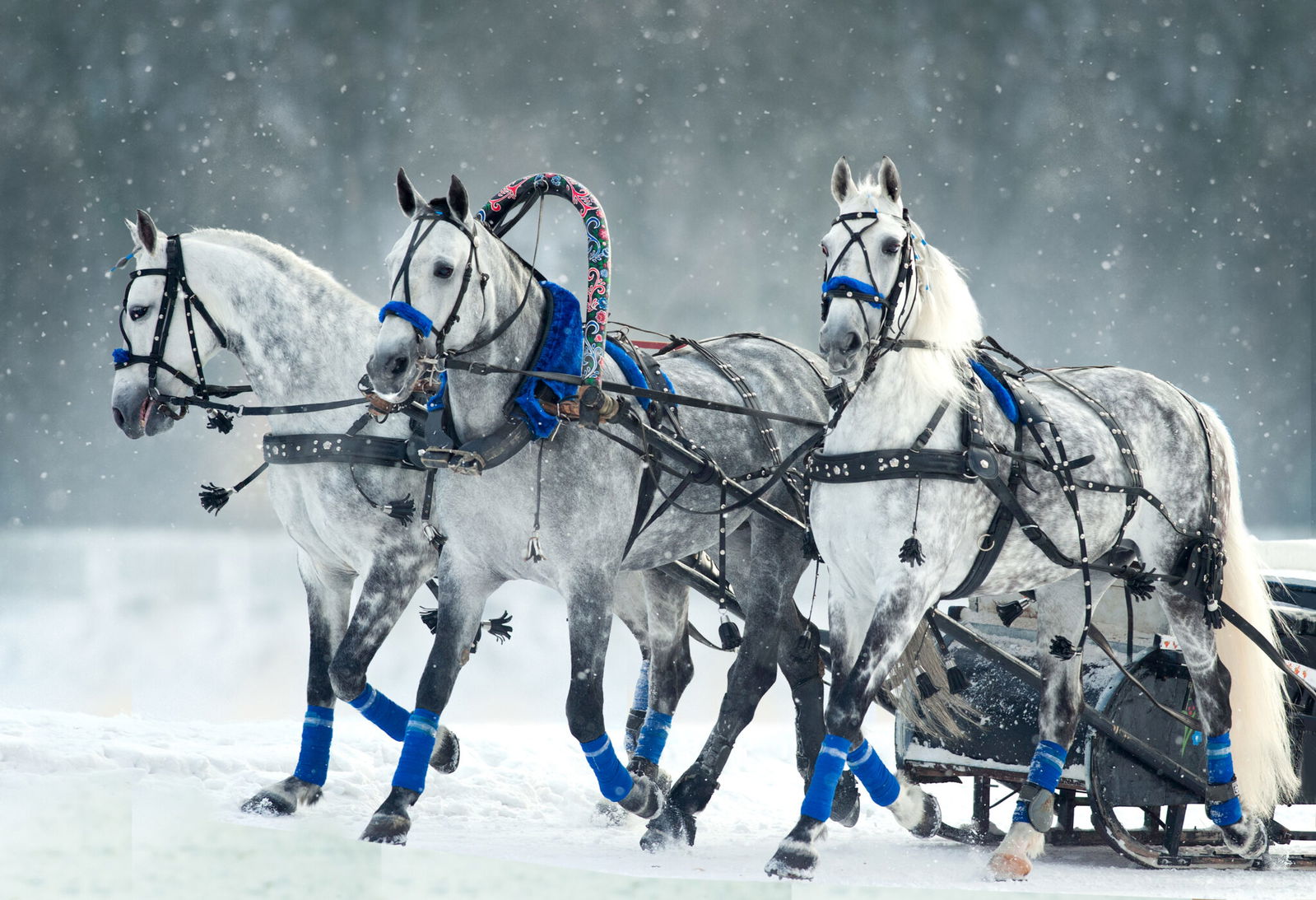 Horse Breed: Orlov Trotter - photo by Olga_i / Shutterstock.com - Globetrotting horse riding holidays