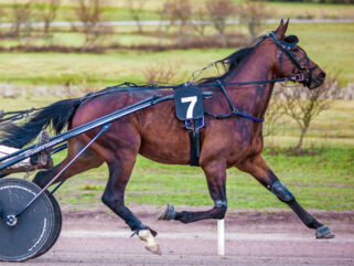 Horse Breed: Standardbred - photo by Markus Kauppinen on Wikimedia Commons (CC BY-SA 4.0) - Globetrotting horse riding holidays