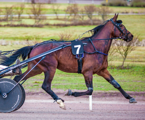 Horse Breed: Standardbred - photo by Markus Kauppinen on Wikimedia Commons (CC BY-SA 4.0) - Globetrotting horse riding holidays