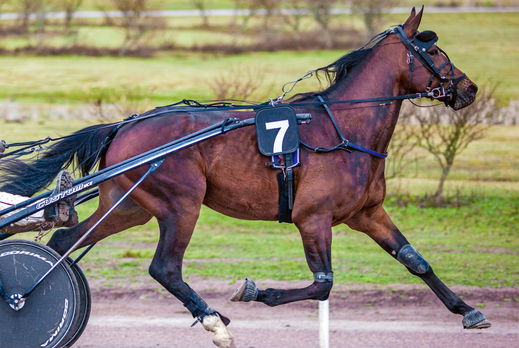 Horse Breed: Standardbred - photo by Markus Kauppinen on Wikimedia Commons (CC BY-SA 4.0) - Globetrotting horse riding holidays