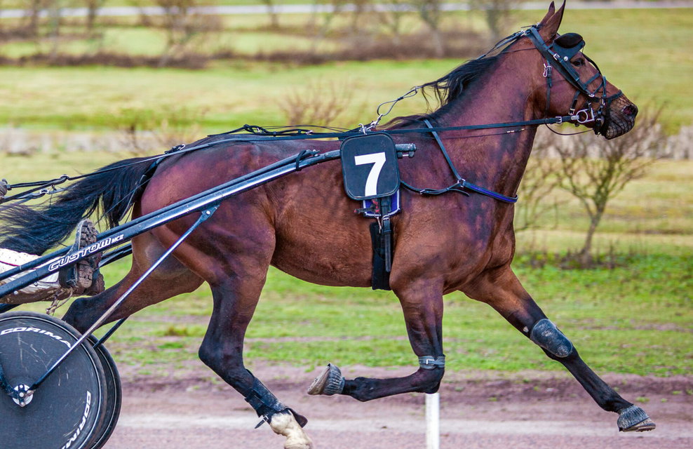 Horse Breed: Standardbred - photo by Markus Kauppinen on Wikimedia Commons (CC BY-SA 4.0) - Globetrotting horse riding holidays