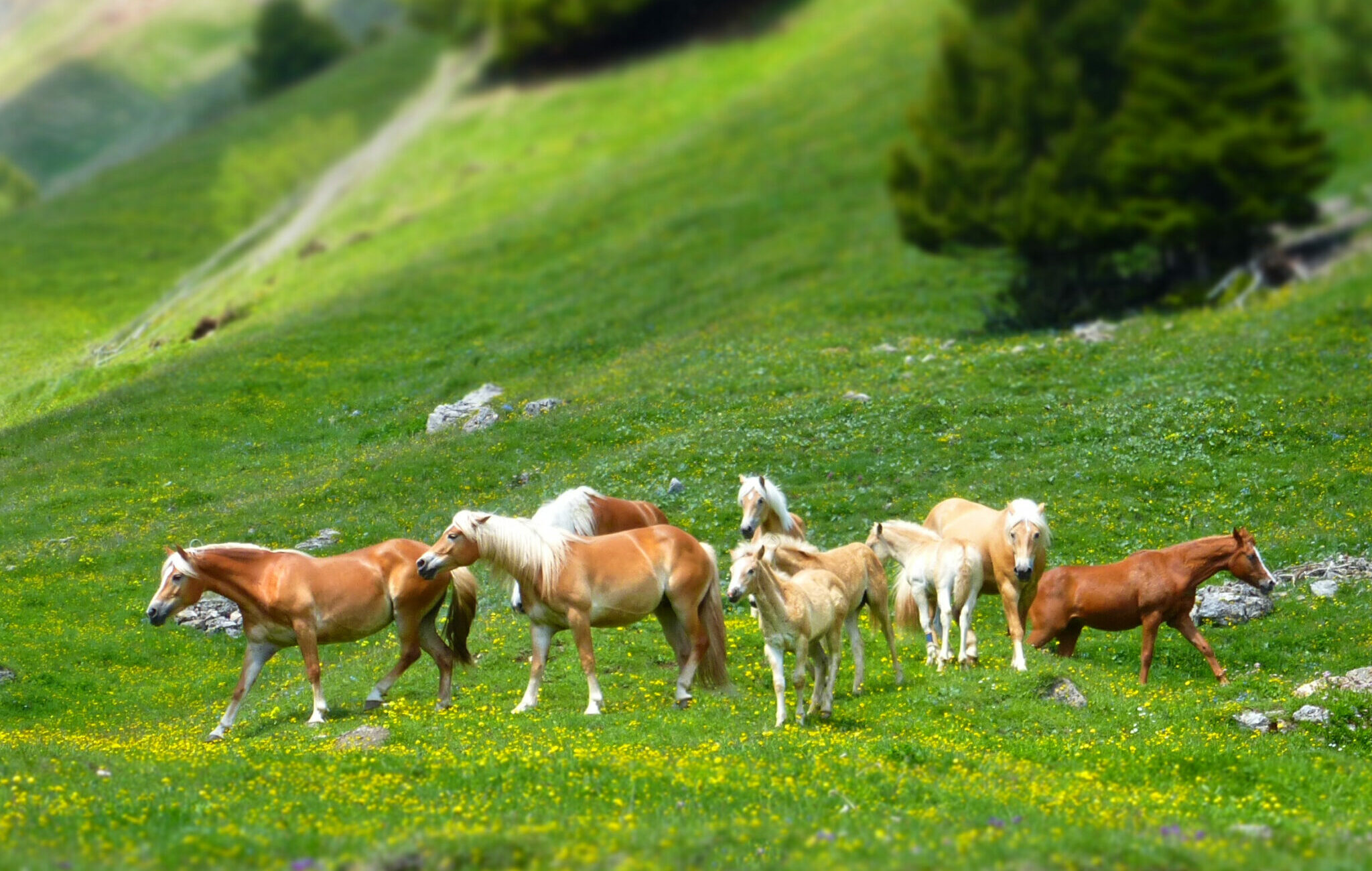 Horse Breed: Haflinger - photo by astifter on Pixabay - Globetrotting horse riding holidays