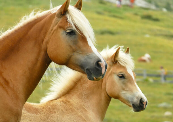 Horse Breed: Haflinger - photo by by Bärbel Bauer on Pixabay - Globetrotting horse riding holidays