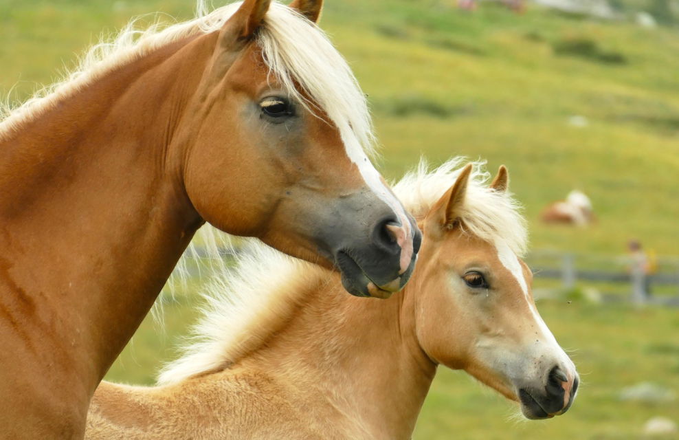 Horse Breed: Haflinger - photo by by Bärbel Bauer on Pixabay - Globetrotting horse riding holidays