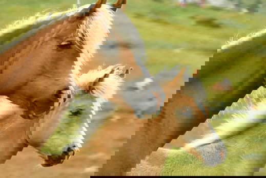 Horse Breed: Haflinger - photo by by Bärbel Bauer on Pixabay - Globetrotting horse riding holidays