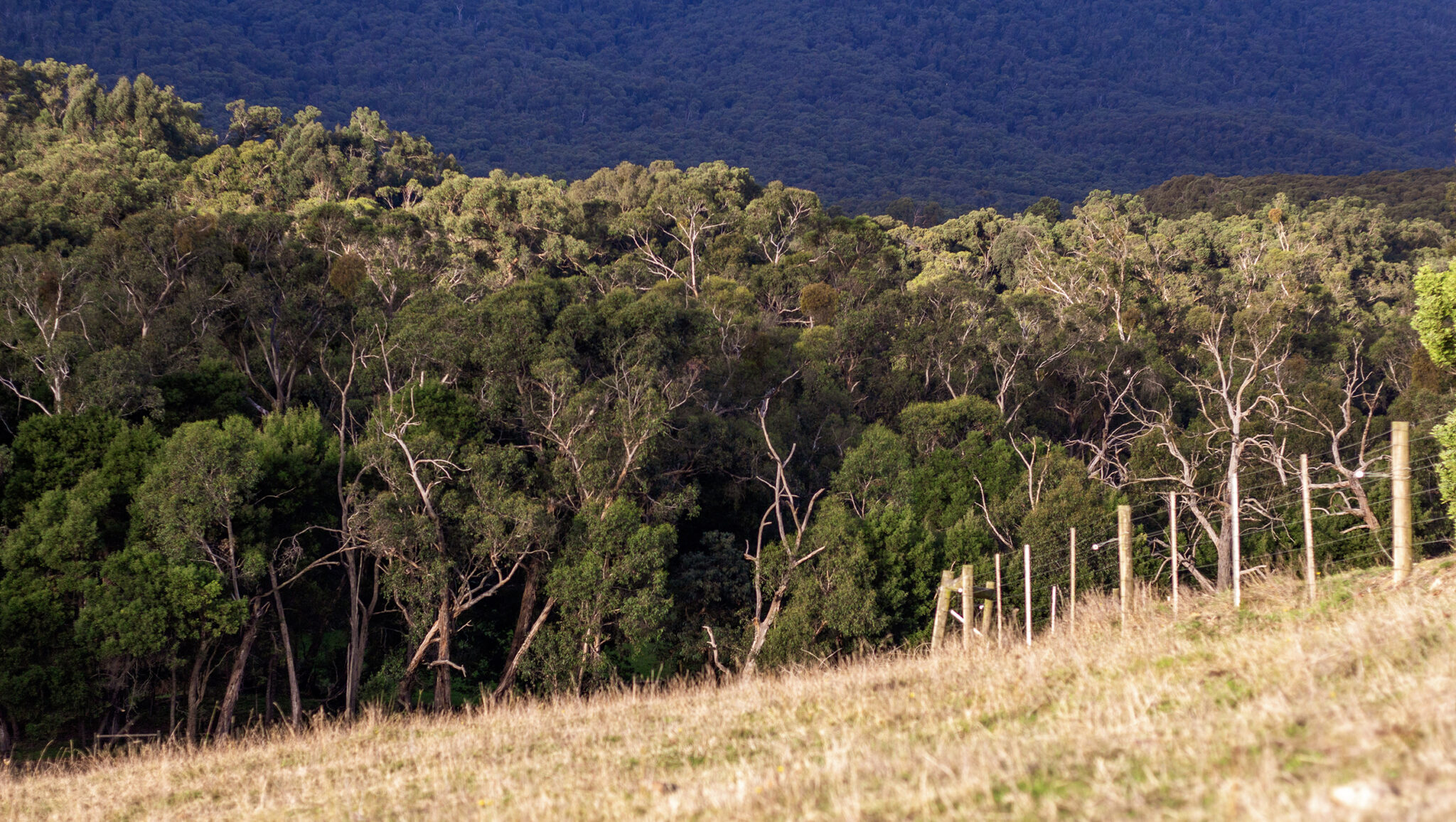 The Yarra Valley Ride, Victoria, Australia - Globetrotting horse riding holidays