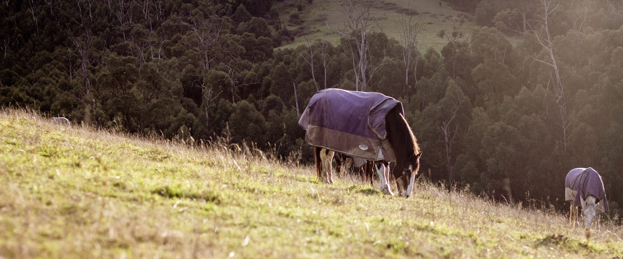 The Yarra Valley Ride, Victoria, Australia - Globetrotting horse riding holidays