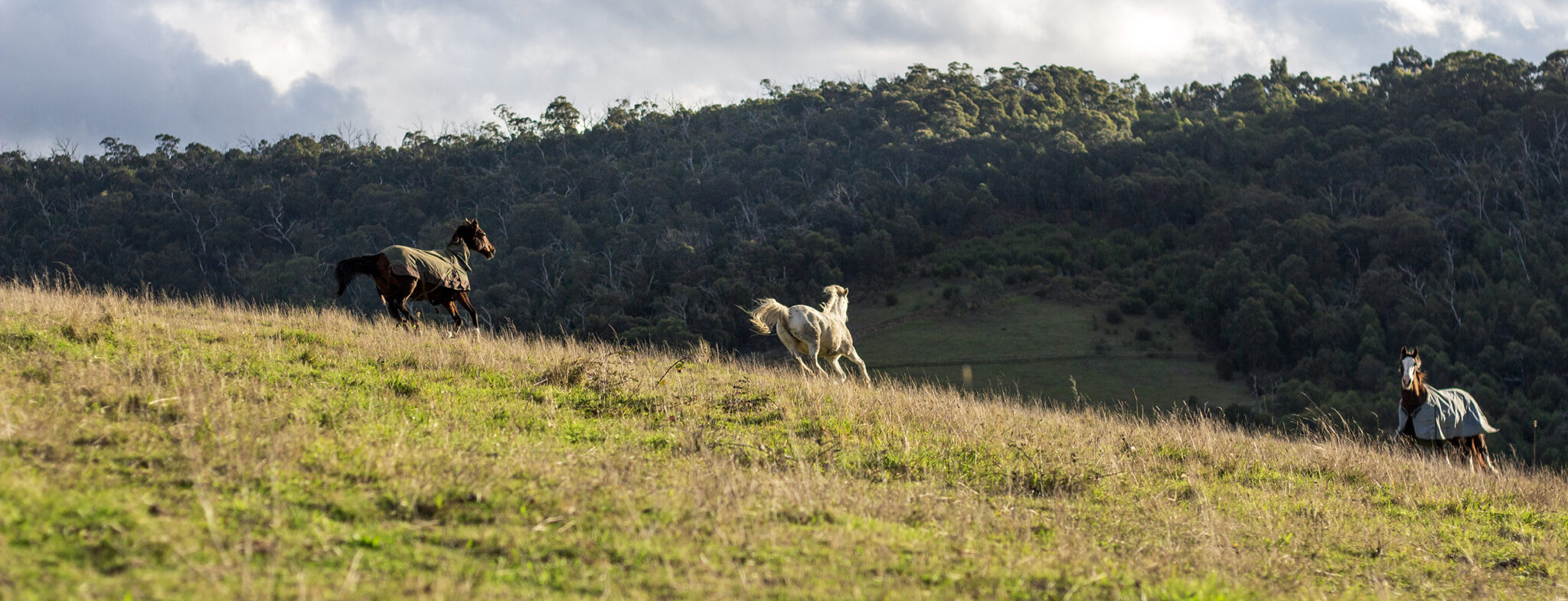 The Yarra Valley Ride, Victoria, Australia - Globetrotting horse riding holidays