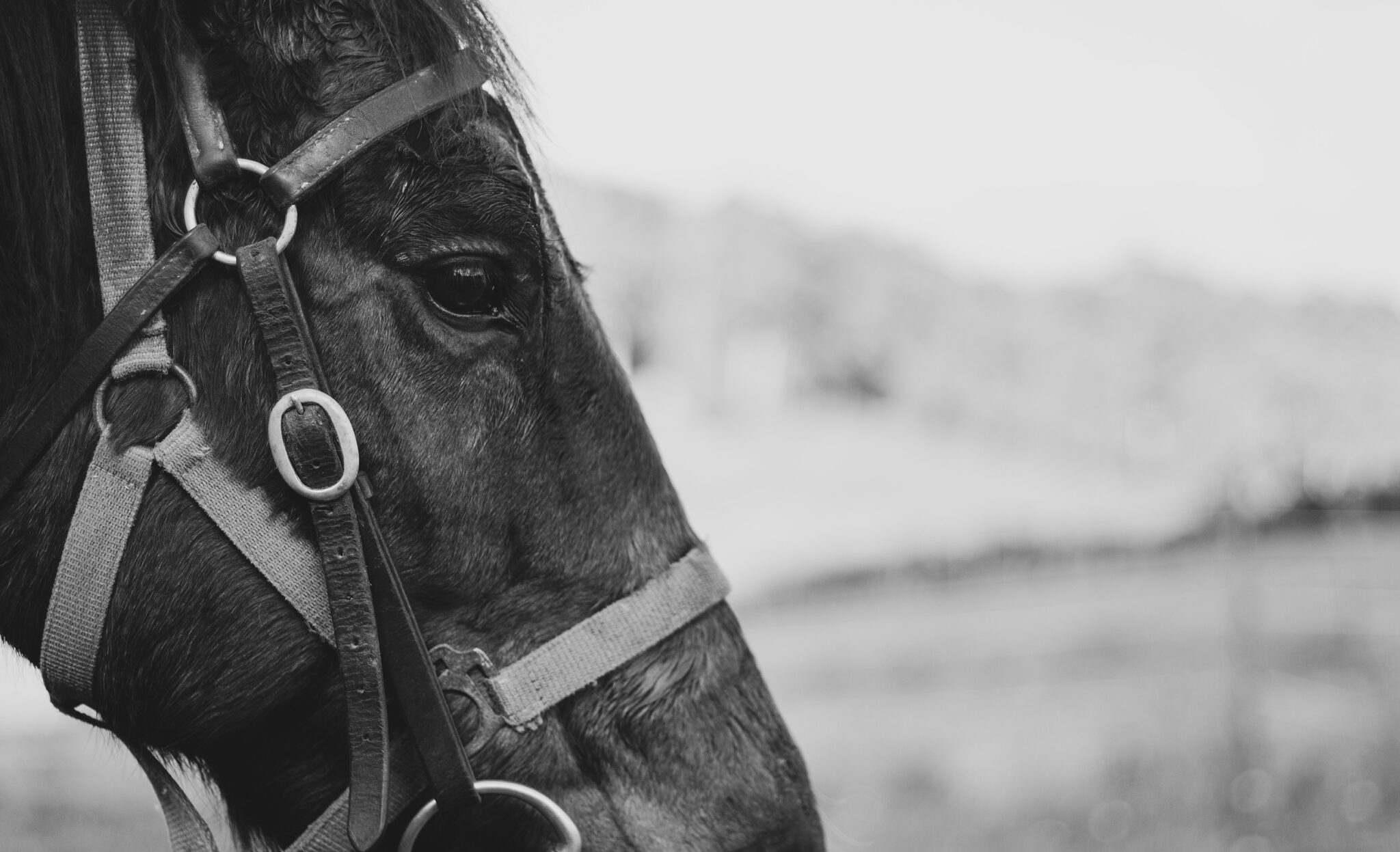 The Yarra Valley Ride, Victoria, Australia - Globetrotting horse riding holidays