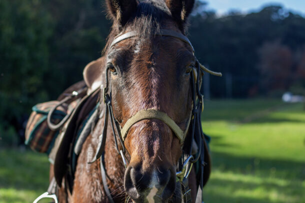 The Yarra Valley Ride, Victoria, Australia - Globetrotting horse riding holidays