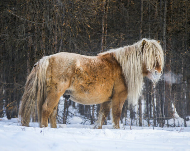 Horse Breed: Yakutian - image by Stereo Lights/Shutterstock.com - Globetrotting horse riding holidays