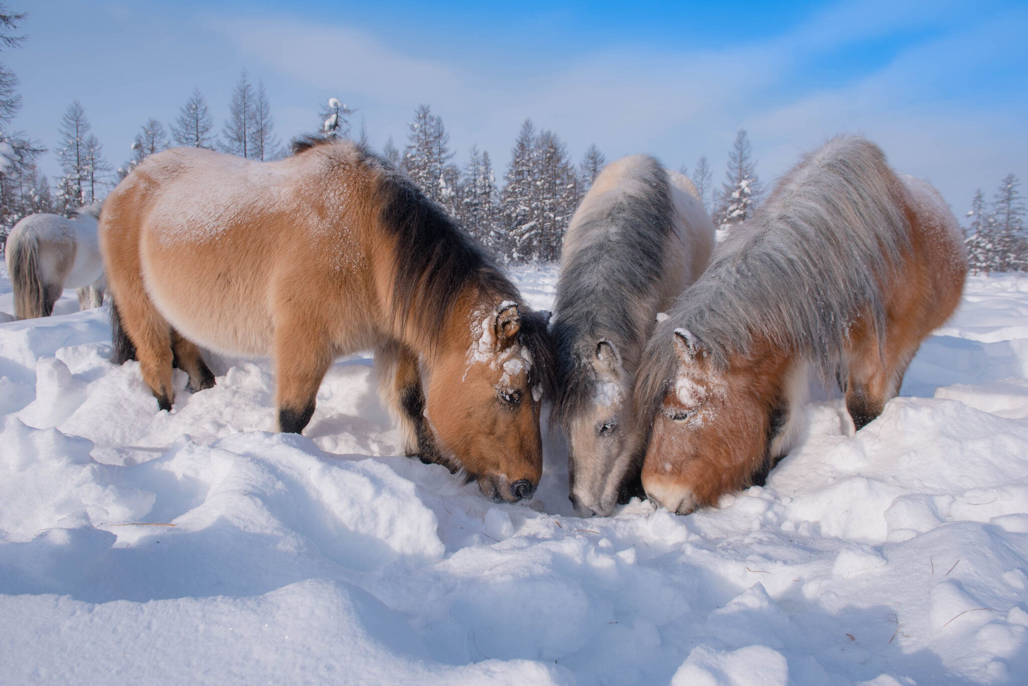 Horse Breed: Yakutian - image by Mikhail Cheremkin/Shutterstock.com - Globetrotting horse riding holidays