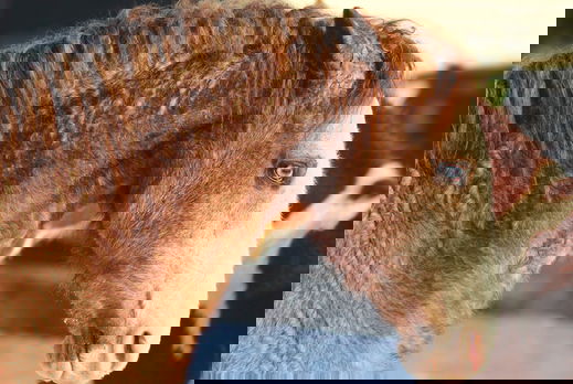 Horse Breed: American Curly - image by SunnyMoon/Shutterstock.com - Globetrotting horse riding holidays