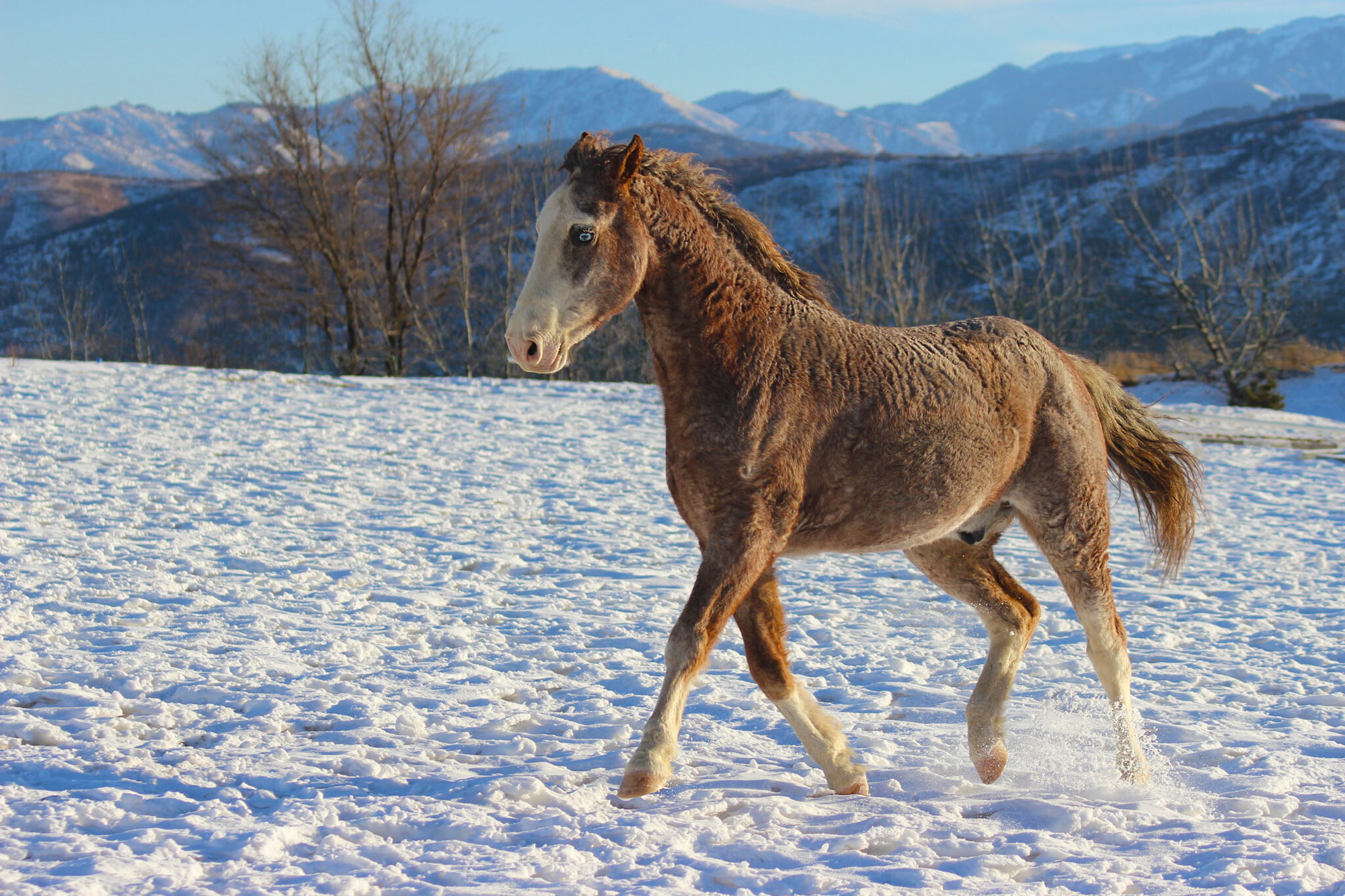 Horse Breed: American Curly - image by SunnyMoon/Shutterstock.com - Globetrotting horse riding holidays