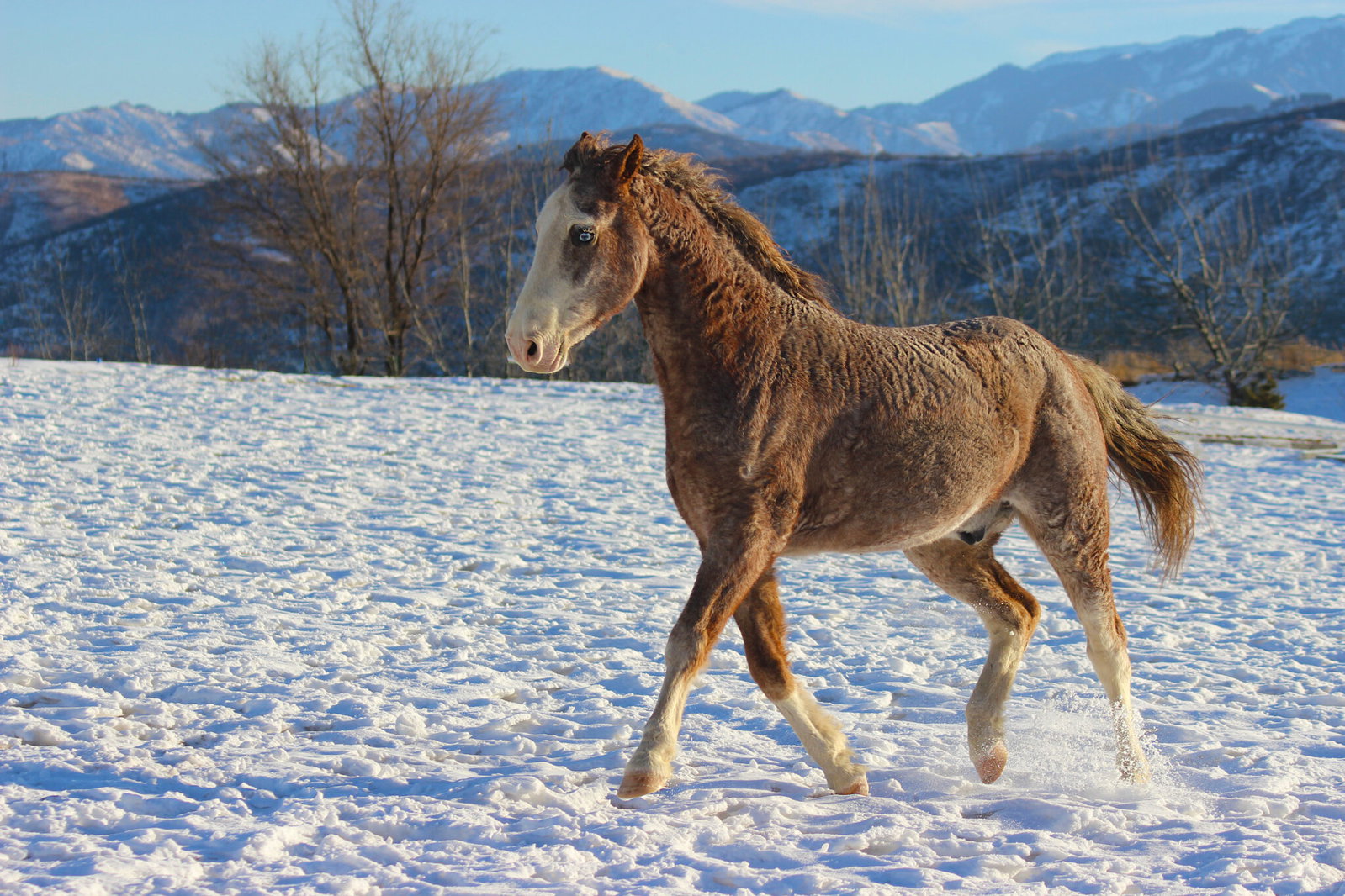 Horse Breed: American Curly - image by SunnyMoon/Shutterstock.com - Globetrotting horse riding holidays