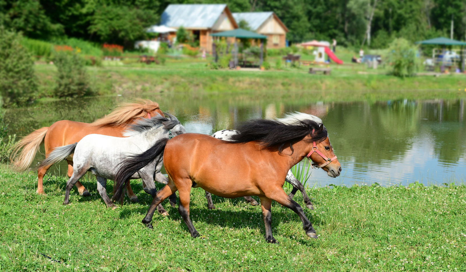 Horse Breed: Falabella - image by Grezova Olga/Shutterstock.com - Globetrotting horse riding holidays