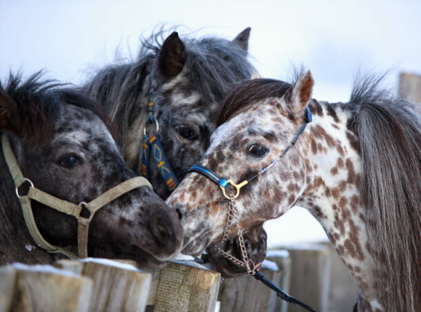 Horse Breed: Falabella - image by DragoNika/Shutterstock.com - Globetrotting horse riding holidays