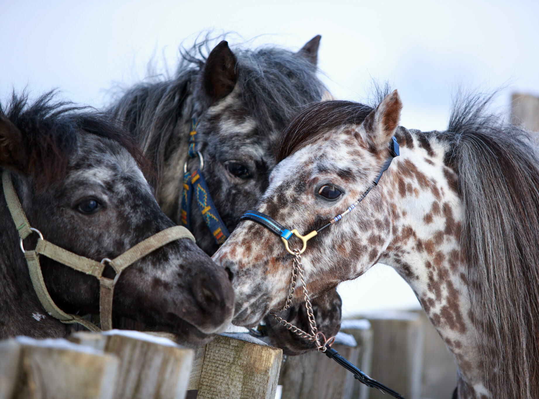 Horse Breed: Falabella, image size:1843x1365