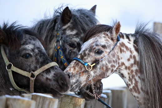 Horse Breed: Falabella - image by DragoNika/Shutterstock.com - Globetrotting horse riding holidays