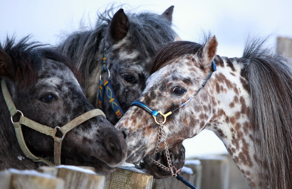 Horse Breed: Falabella - image by DragoNika/Shutterstock.com - Globetrotting horse riding holidays