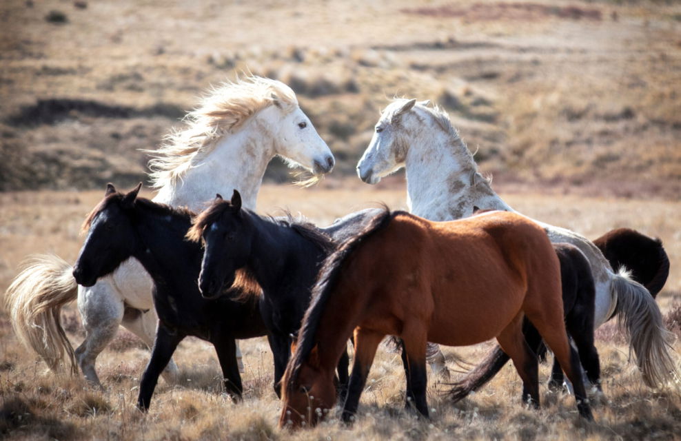 Horse Breed: Brumby - photo by Beck Dunn Photography/Shutterstock.com - Globetrotting horse riding holidays