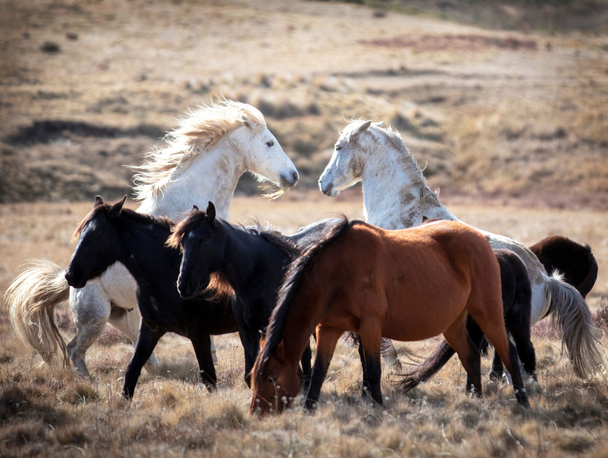 Horse Breed: Brumby - photo by Beck Dunn Photography/Shutterstock.com - Globetrotting horse riding holidays
