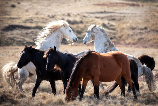Horse Breed: Brumby - photo by Beck Dunn Photography/Shutterstock.com - Globetrotting horse riding holidays