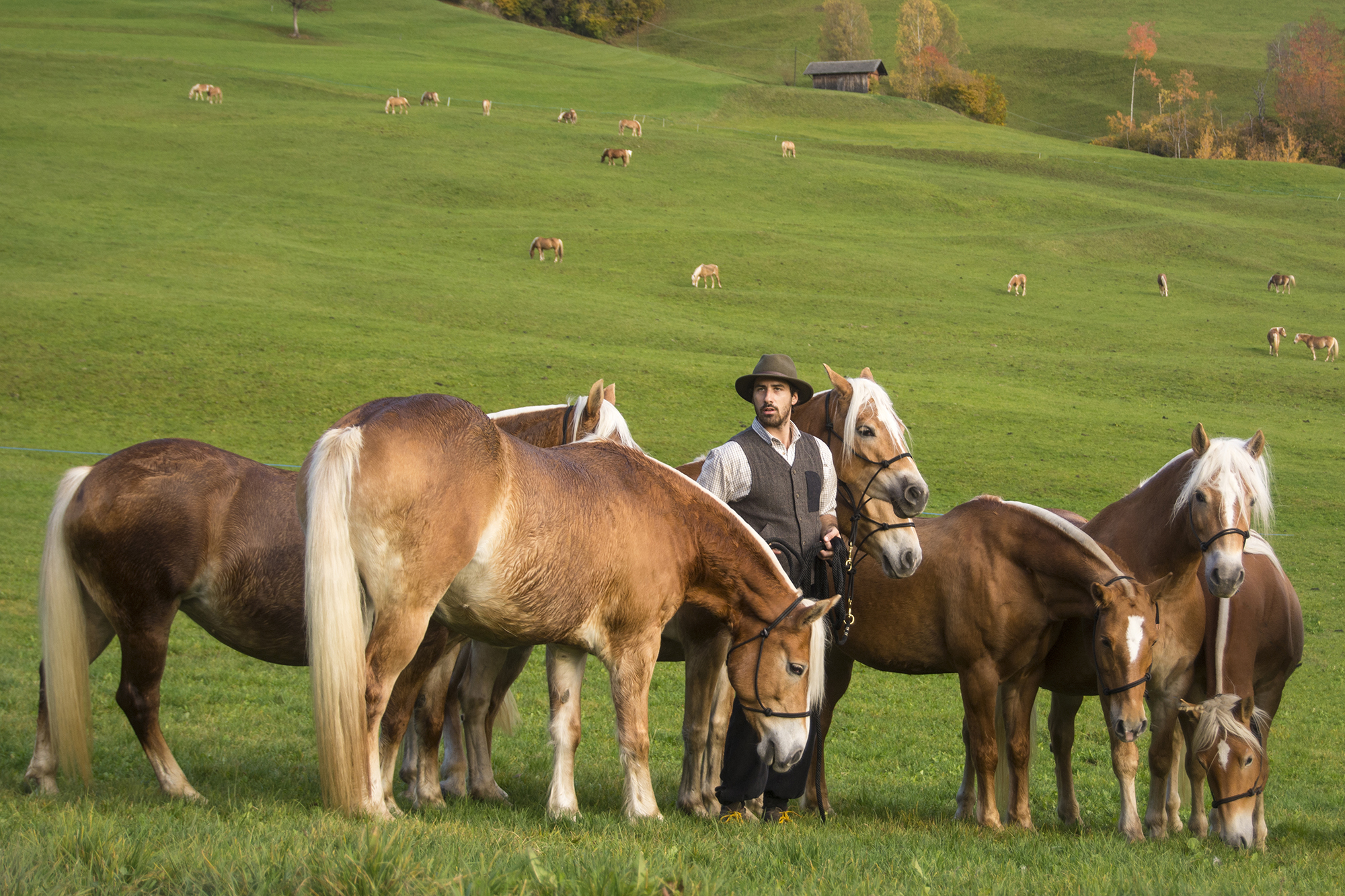 Horse Breed: Haflinger - The Dolomites Ride, Italy - Globetrotting horse riding holidays