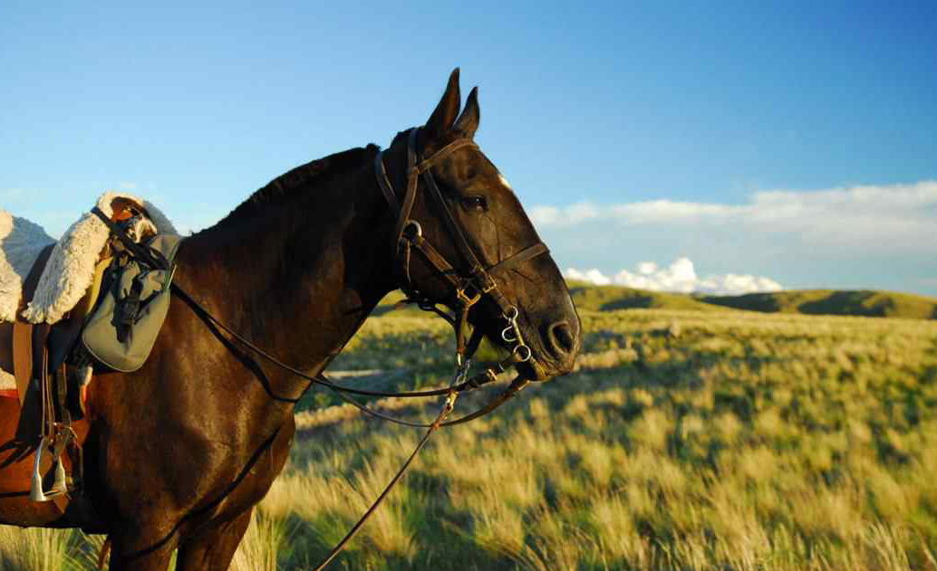 Horse Breed: Criollo - Globetrotting horse riding holidays