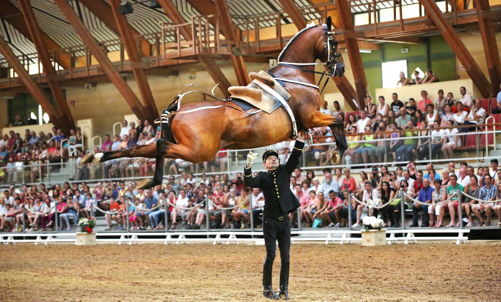 Horse Breed: Selle Français - image by Xavier Nicolas via Flickr (CC BY-NC-ND 2.0) - Globetrotting horse riding holidays