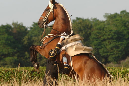 Horse Breed: Selle Français - image by Alain Laurioux via Wikimedia Commons (CC BY-SA 3.0) - Globetrotting horse riding holidays