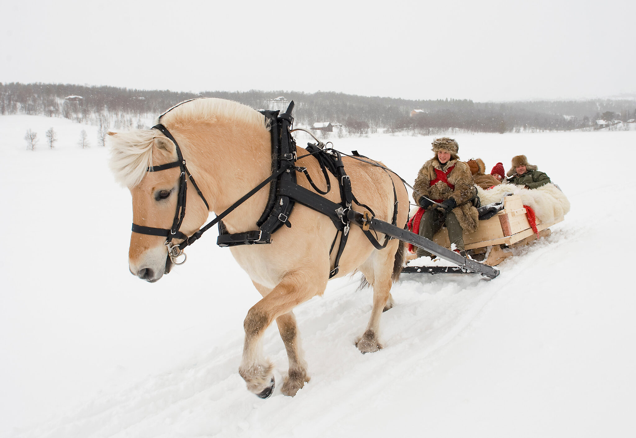 Horse Breed: Fjord - image by Altrendo Images/Shutterstock.com - Globetrotting horse riding holidays