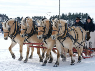 Horse Breed: Fjord - image by Pete Markham via Flickr (CC BY-SA 2.0) - Globetrotting horse riding holidays