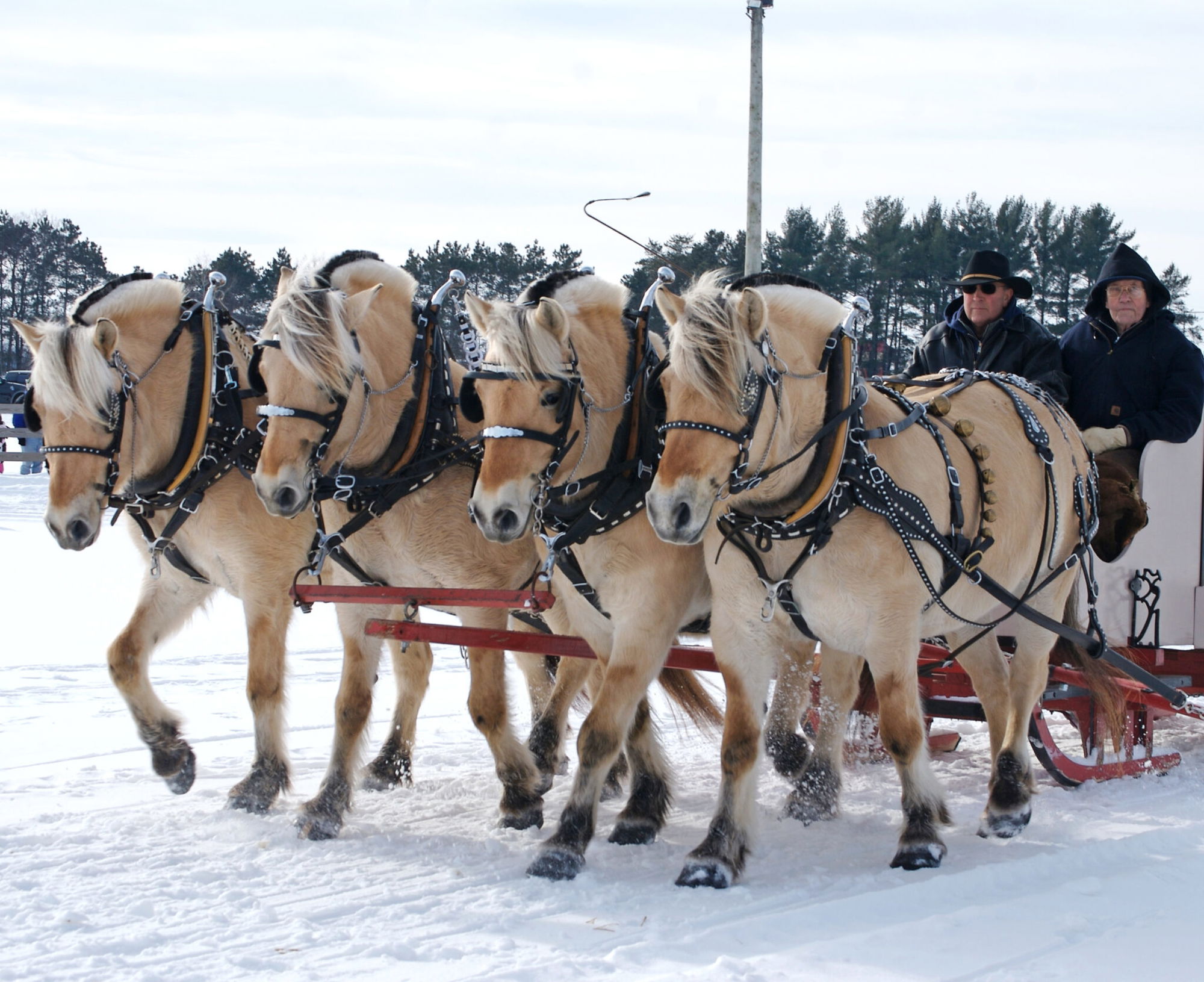 Horse Breed: Fjord - image by Pete Markham via Flickr (CC BY-SA 2.0) - Globetrotting horse riding holidays