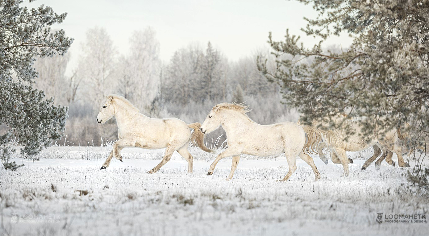 Horse Breed: Estonian Native Horse - image by Loomahetk Photography & Design and Eesti Hobune. Globetrotting horse riding holidays