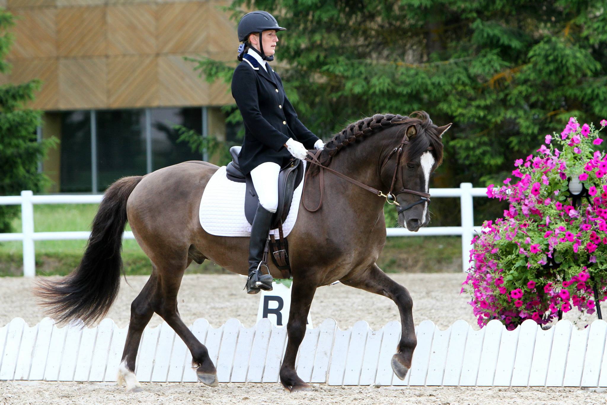 Horse Breed: Estonian Native Horse - image by Voore Tallid and Eesti Hobune. Globetrotting horse riding holidays