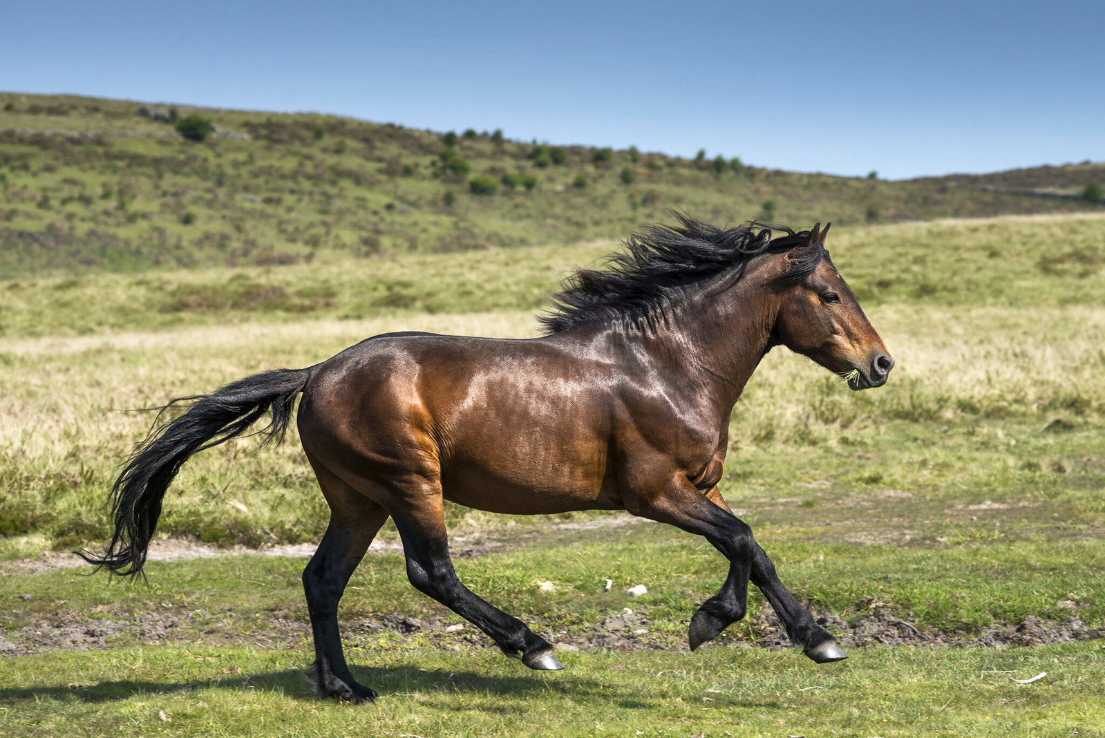 Horse Breed: Darmoor Pony - image by Nicole Ciscato/Shutterstock.com - Globetrotting horse riding holidays