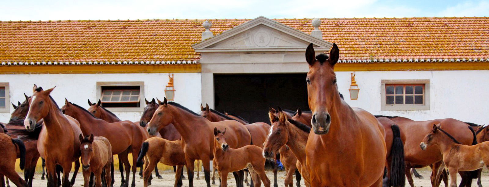 Kingdom of the Lusitano, Portugal - Globetrotting horse riding holidays