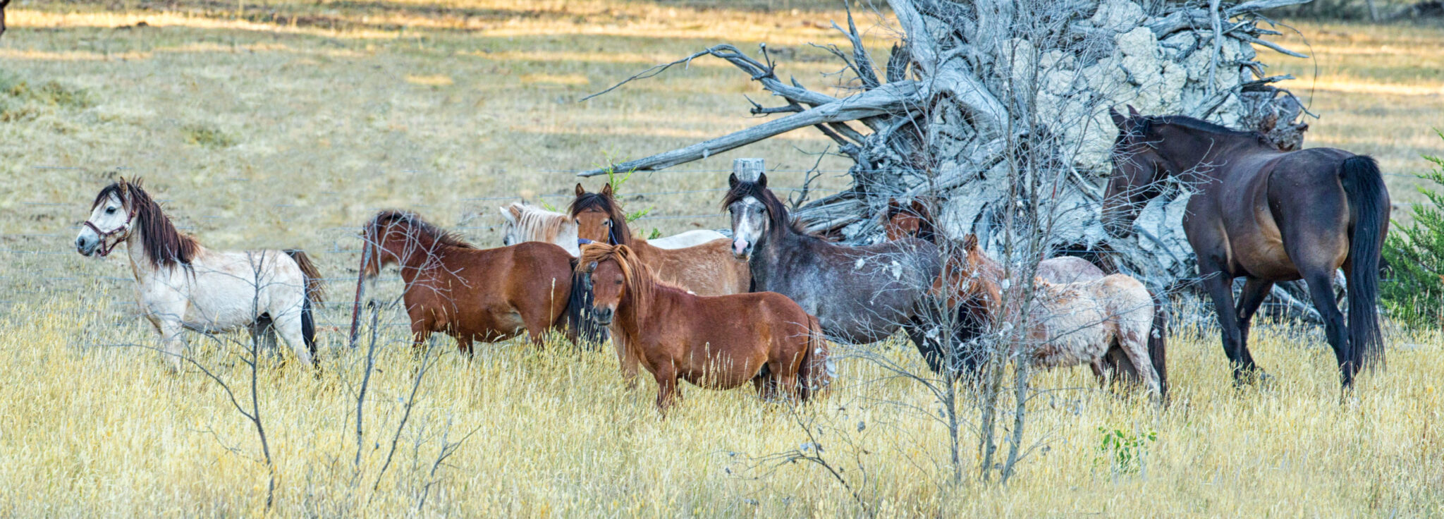 Horse Shepherd Equine Sanctuary - Globetrotting horse riding holidays